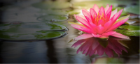 Workshop - The Search for Inner Peace: Being at Home in Muddy Water